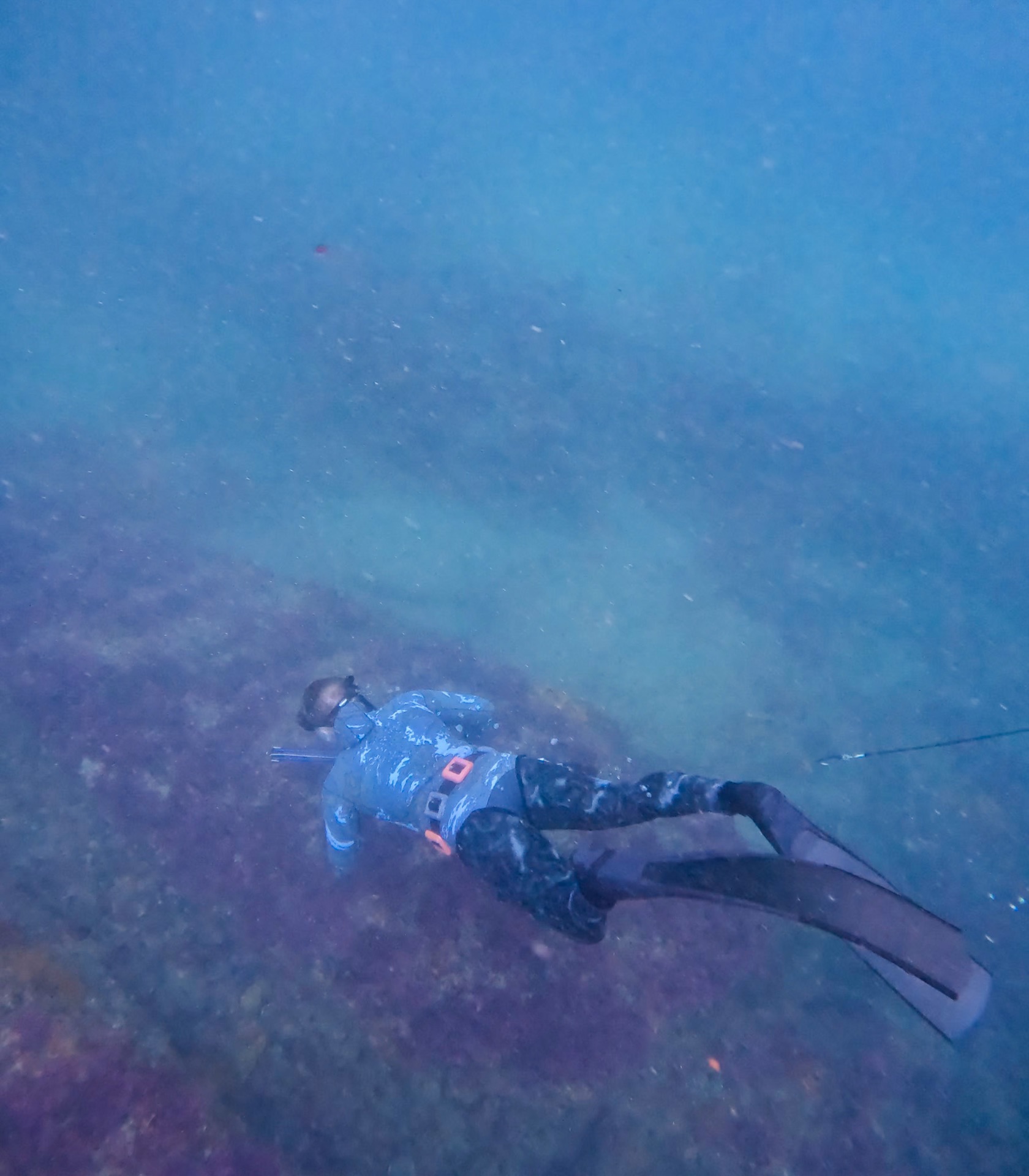 Spearfisherman freediving underwater with long-blade fins