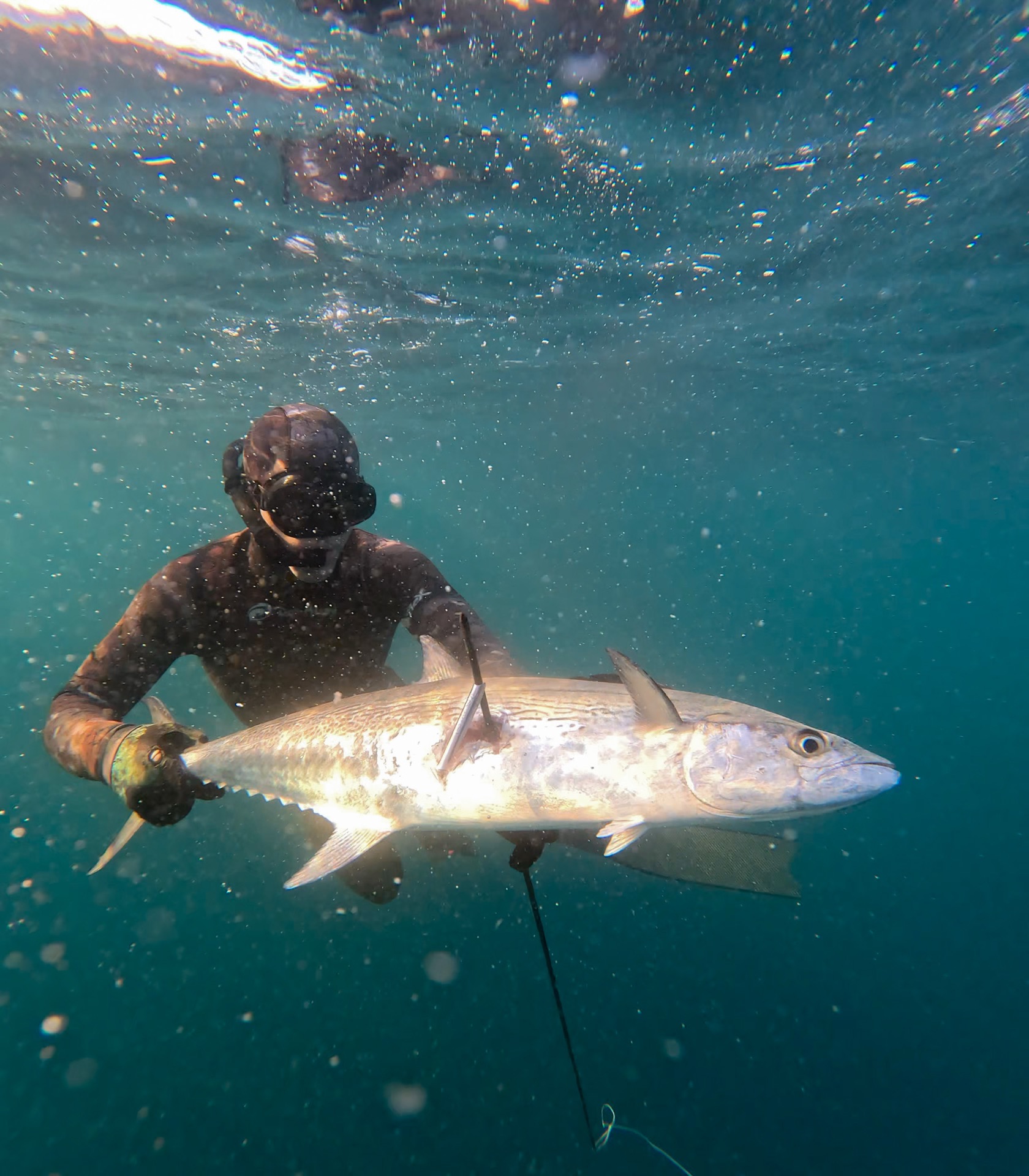 Chadd Smith spearfishing underwater with a catch
